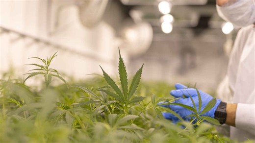 Why the legalization of cannabis in Canada has gotten complicated