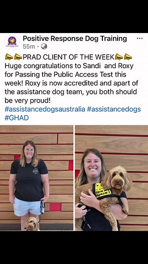 Gold Coast Miniature Groodles on Reels