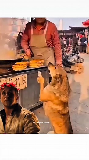 Dog ki respact 🥲karo @haryana___7988 | Helper boy