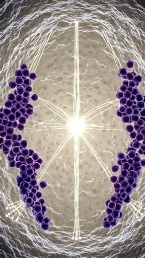 How Cells Divide | Mitosis Made Easy 🧬
