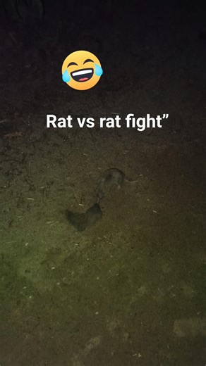 Rat vs rat fight #viral #viralvideo #rat