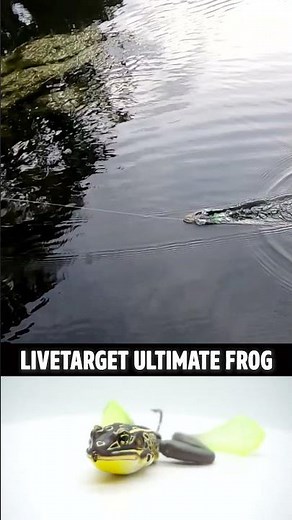 LiveTarget Ultimate Topwater Bass Fishing Frog ACTION & CATCHING
