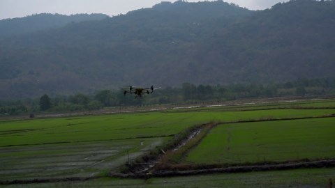 Vietnam's rice field: Mekong Delta