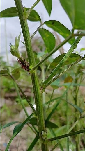 117.Daily Life of Insects Up Close