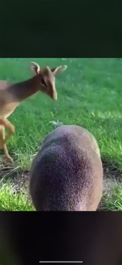 Curious Young Deer Interacts in a Beautiful Park