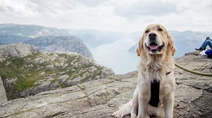 Why There Are No Stray Dogs In Norway - The Norway Guide