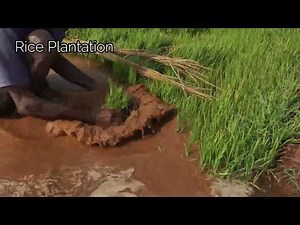 Rice Plantation