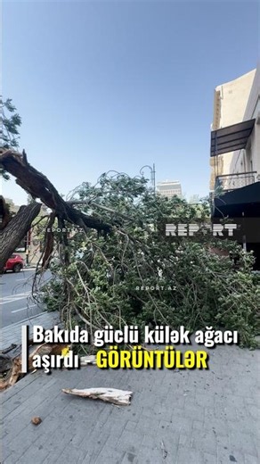Bakıda güclü külək ağacı aşırdı - GÖRÜNTÜLƏR