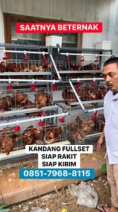 Memulai usaha ayam petelur terasa lebih praktis karena kandang fullset sudah mendukung kebutuhan ternak harian dari awal. #kandangpetelur #pemulaternak #kandangayam #ternakayam #usahapetelur | Budi Kandang
