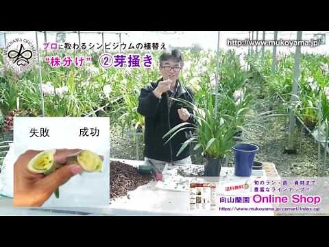 【プロに教わる！世界一丁寧なシンビジウムの植替え 】株分け編