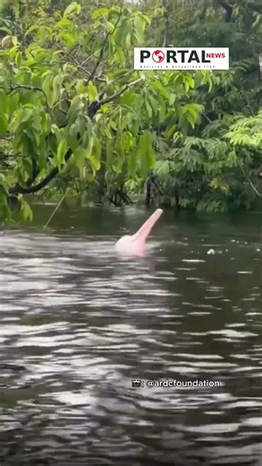Un delfín en el Río Amazonas
