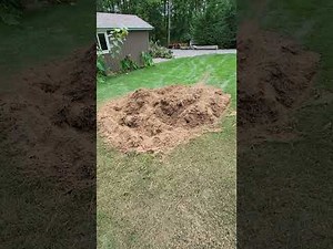 Overview of what to expect when having a tree stump removed