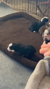1.8K views · 23 reactions | 3 weeks old Mini Australian Shepherd puppies | Riden Show Horses | Facebook