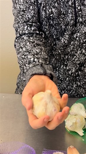 It’s time to start checking on your garlic bulbs in storage! 🧄 If a bulb got injured at harvest time (squished, dropped, tossed, hit with a garden fork...) it may start showing signs of reduced storage life now. Since garlic grows in soil full of wonderful microorganisms, mite damage isn’t uncommon. Luckily, garlic has excellent natural protection with its many papery layers of skin — but once a bulb is damaged, it becomes more vulnerable. Be sure to check bulbs from all your varieties, since s