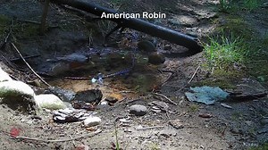It was a fun day at the stream today!! So many birds, several that aren't seen very often here. There was one more this evening, a Great Crested Flycatcher, but for some reason, my camera didn't capture the video. But I am happy to see all of these lovely birdies!! #birds #birdwatching #nature #photography #wildlife #birding #video #BirdsyCam #kalamazoo #Michigan #tanager #wildbirds Also view on youtube at: https://youtu.be/m3nq20Gf_v4 | The Bird Perch