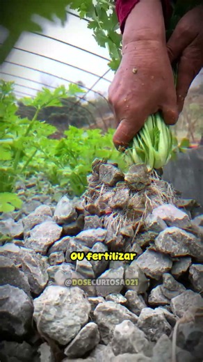 O Segredo Chinês Para Cultivar Nas Pedras 🥬