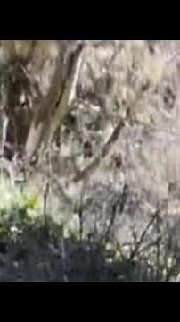 Mountain Lion Stalks Hiker In Hair-Raising Video