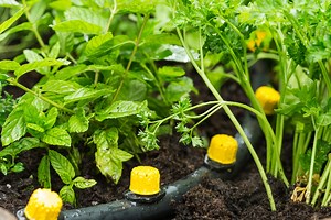 Comment installer un arrosage automatique ? | Leroy Merlin