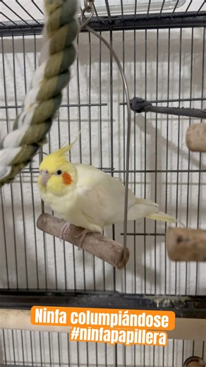 My cockatiel Tweety happy on her swing💛 #birds #nymphs #nymph #calopsita #birdslover #shorts #short