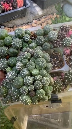 They growso fast 💜#germination #astrophytum