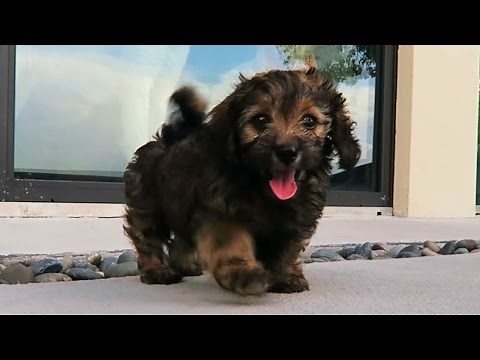 A NEW PUPPY?! (Super Cooper Sunday #67)