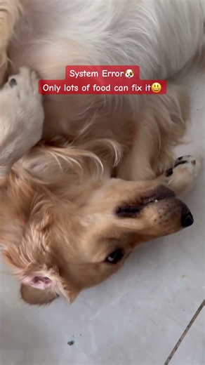404 Food not found 🐶😃 #dog #goldenretriever #pets #funny #shorts