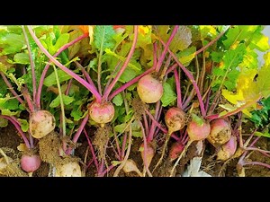 Grow Turnips from Seeds in Pots | 8 Weeks