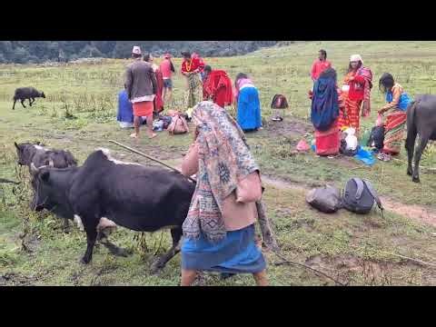Rural Nepal Diaries | The Daily Pain & Peace of Cow–Buffalo Farming