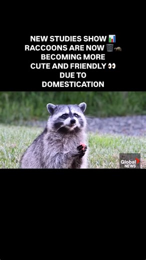 Canada Informed | Could raccoons become a new household pet? A new study shows how some raccoons are evolving. Toronto’s garbage-raiding mascot may be... | Instagram