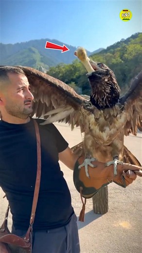 This Is Why the Eagle Is Called the King of Birds! 👑🦅 #eagle #shorts