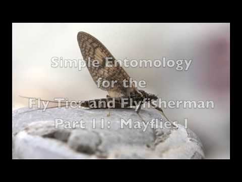 Mayflies I: Simple Entomology for the Fly Tier and Fly Fisherman Part 11