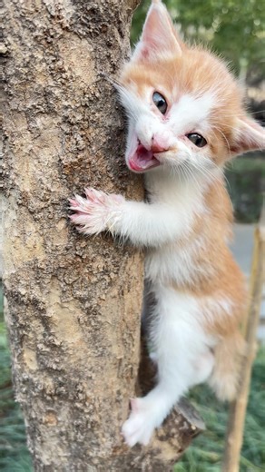 Furry friend = happy life. No exceptions. 🐾 #FurryFriends #PurrfectDay