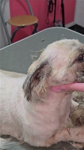 Perfect Shih Tzu Groom Down 😍 #grooming #dog #transformation