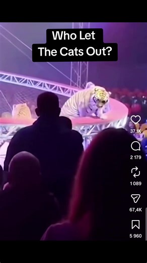 Who Let The Cats Out fr! #funny #viral #fyp #tigers #southafricatiktok @🐺THEO🐺 @YAHUAH'S GANGSTA-CHOSEN ONE @Shaki❣️ @Jason Cornick @Bilal @Abigail_bronwyn @King Swae @Fabian😎King @KEETO ZN💜🔊 @🚩Some1sX🚩 #HULK💎🏳️ @MORTUARY VISITS🏥🪦 @🚩RaSsPeRr🔺_UNiT_🔻FOUNDER🚩 @c._.solomon @Lekkerstout @🚩 RASPER UNIT - RED FLAG 🚩 @BATMAN 🩸🦇🔦