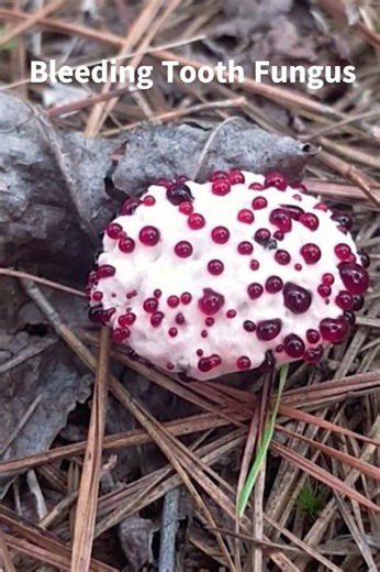 Bleeding Tooth Fungus Hydnellum peckii, up close, with blood droplets