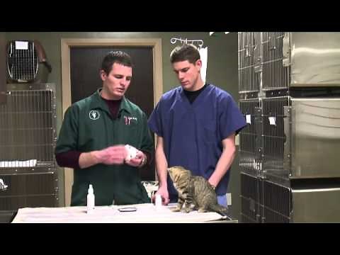 How to Get Rid of Cat Odor in a House