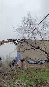 Lumberjack Life: Mastering Tree Felling