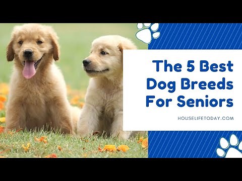 The 5 Best Dog Breeds For Seniors