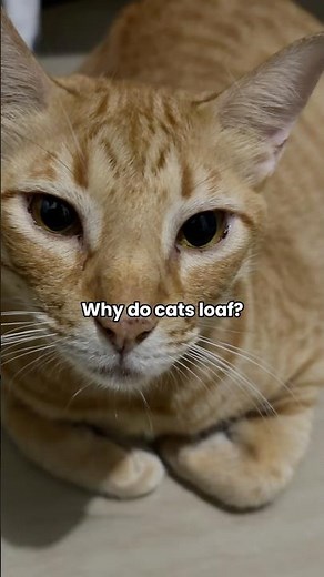 Why Cats Sit Like a Loaf of Bread | Cat Fact #14