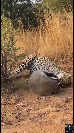 Leopard vs Badger A Clash of Power and Fearlessness #wildlife #shorts