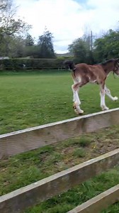 An early talent for dressage. ❤️ | Cotebrook Shire Horse Centre