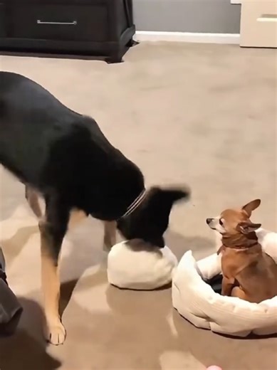 Funny Moments with Two Dogs