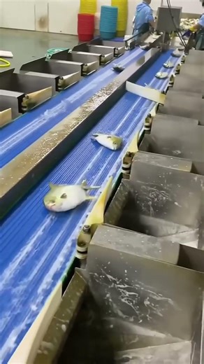 Fish Sorting in Seconds? Watch This