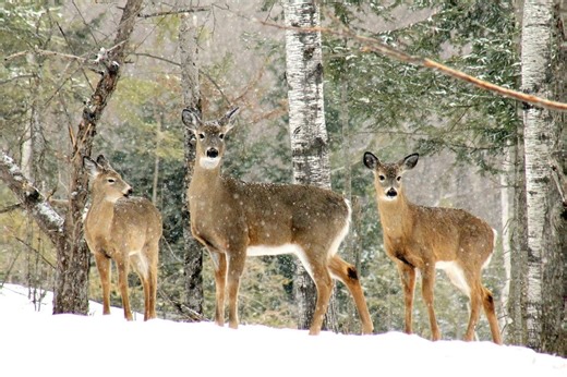 3 types of deer found in North America