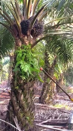 Harvesting process of palm fruits with a sickle