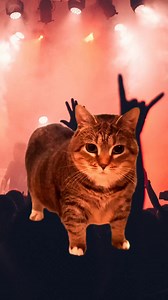 13K views · 208 reactions | o i i a e a o e e e a e 欄 Metal #merch #bands #metal #rock #thescene #concerts #shows #tour #bandmerch #metalcore #ouioui #cat #Meme #Memecut | Twin Productions | Facebook