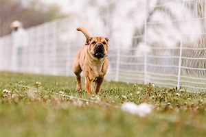 7 Gorgeous Pet Memorial Tattoo Ideas