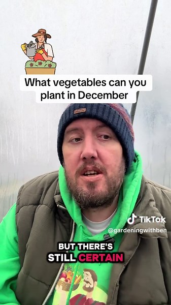 🌨️🥕 What Vegetables Can You Plant in December? 🌱❄️ December might feel quiet in the garden, but there are still plenty of veggies you can get started — especially if you’ve got a greenhouse, cold frame or windowsill! 👨‍🌾✨ Here’s what you can sow this month: 🌱 Broad Beans – Autumn/winter hardy types like ‘Aquadulce Claudia’. 🌱 Garlic – Perfect time to plant cloves for a strong summer crop. 🌱 Onions & Shallots – Overwintering varieties go in now. 🌱 Winter Lettuce – Try hardy varieties in 