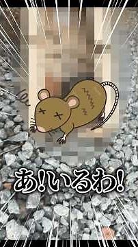 [Shocking] A revolutionary mouse trap that can throw away mice without even looking at them is born