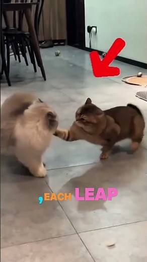 Epic Cat Fights: Breathtaking Battles You Won't Believe! 🐱🔥